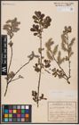 Foto von Salix aurita L.